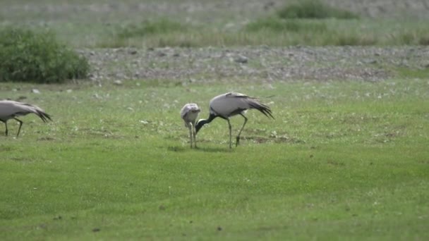 Pássaros Guindastes Cinzentos Comendo Insetos Green Meadows Natural Ambiente Aves — Vídeo de Stock