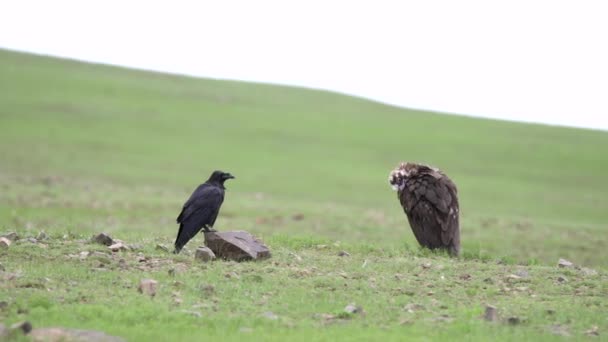 Rabe Und Geier Stehen Neben Side Geier Seinem Natürlichen Lebensraum — Stockvideo