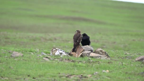 Raven Buizerd Stand Side Side Raptor Raptors Kites Buizerharrier Harriers — Stockvideo