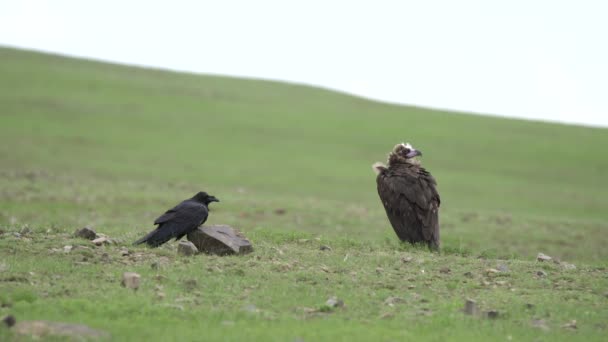 Raven Vulture Stand Side Vulture Чорний Чернець Eurasian Raptor Raptors — стокове відео