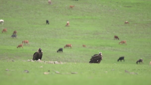 Vulture Habitat Alaminya Monk Eurasian Black Vulture Aegypius Monachus Accipitridae — Stok Video