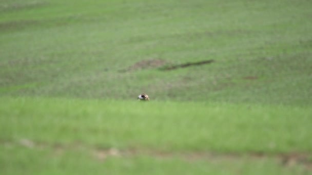 Avvoltoio Nel Suo Habitat Naturale Egypius Monachus Accipitridae Raptor Raptors — Video Stock