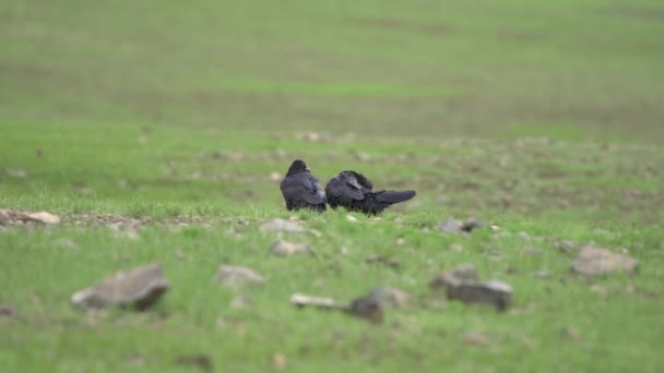 Twee Dark Black Raven Vogels Zittend Green Meadow Kraai Vogel — Stockvideo