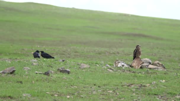 Kuzgun Buzzard Yan Yırtıcılar Yırtıcılar Uçurtmalar Akbabalar Erkek Kuş Tüyleri — Stok video