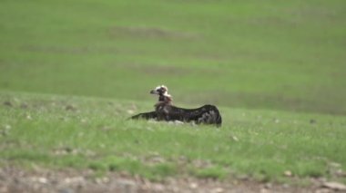 Akbaba doğal ortamında. Keşiş Avrasya Kara Akbabası.Aegypius monachus Accipitridae Raptor Raptor Uçurtmalar Akbaba Akbabalar haberciler fatura lappet suratlı akbabalar vahşi hayvan kuş vahşi yaşam doğa kartal şahin