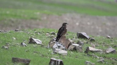 Hawk, Stony Meadow.Harrier Hawk bir yırtıcı kuş. Yaygın akbaba doğal habitatı. Buteo, Circaetus cinereus göz hayvan kuyruğu vahşi doğa belgeseli yalnız bir yırtıcı Raptor uçurtmasını izlerken 4K kuş tüyleri uçuyor.