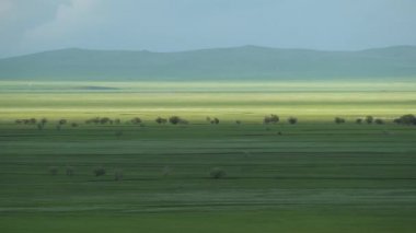Orta Asya 'nın geniş çayırları. Karakteristik kıta iklimi. Çayır bozkırları bozkır bozkır bozkırları düz doğa geniş kıyı sınırsızlığı geniş plato yeşil tablo çıplak, seyrek çayır otlağı.