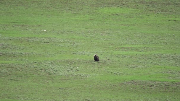 Vulture Its Natural Habitat Monk Eurasian Black Vulture Aegypius Monachus — Wideo stockowe
