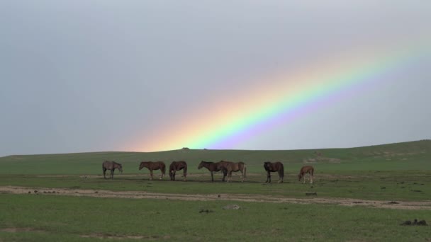 緑の草原に虹と馬 中央アジアモンゴル中国シベリアロシアカザフスタントルクメニスタンウズベキスタンキルギスタン茶色の馬の群れの流れ群れの馬の群れの子馬の列の馬の列の馬の待機待機立ち背景気象学的性質 — ストック動画