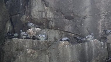 Free Real Wild Rock Piosting on the High Rocky Wall.Rock güvercini veya yaygın güvercin, Columbidae familyasının bir üyesidir. Güvercinler soluk gri renktedir ve her kanadında iki siyah çizgi vardır. Uçurumlar ve kayalıklar vahşi doğada tünemek için kullanılır. Güvercinler