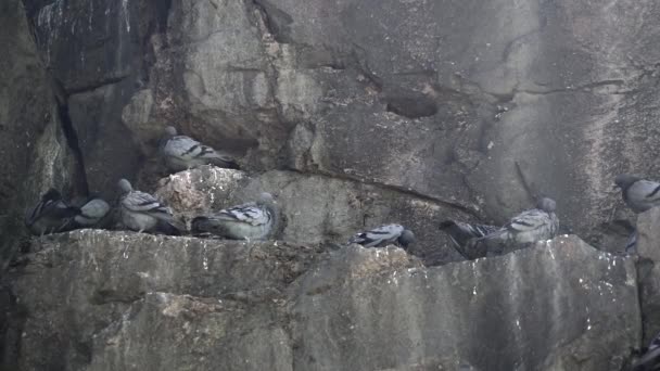 無料の本物の野生のロックピジョン高ロッキー壁に根ざしています ロック鳩や一般的な鳩は鳥の家族の仲間です 鳩は淡灰色で 各翼に2本の黒い棒が付いています 崖や岩棚は 野生での略奪のために使用されます — ストック動画