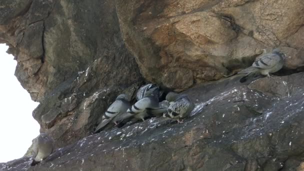 Free Real Wild Rock Pigeons Roosting High Rocky Wall Rock — Stock Video