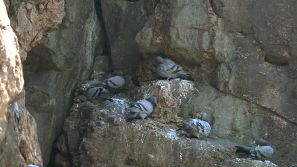 自由的真正的野生岩鸽在高高的岩壁上的栖息 岩鸽或普通的鸽子是鸟类科中的一员 鸽子是淡灰色的 每只翅膀上有两个黑色的栅栏 悬崖和岩石山崖被用来在野外进行重计费用 — 图库视频影像