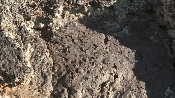 Твердая Лава Igneous Rock Basalt Губчатой Структуры Пористые Дробленые Сломанные — стоковое видео