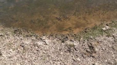 Sakin göl kıyısında beyaz yosun yaprakları ve yeşil otlar. Sahil şeridi kıyısı littoral sade sulak arazi sinemaları. Ağaçsız bitki örtüsü. 