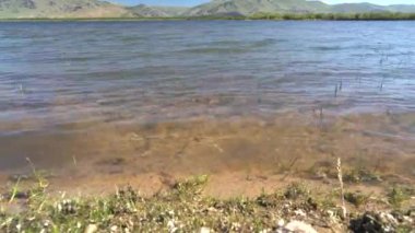 Sakin göl kıyısında beyaz yosun yaprakları ve yeşil otlar. Sahil şeridi kıyısı littoral sade sulak arazi sinemaları. Ağaçsız bitki örtüsü. 