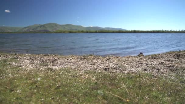 Bianco Muschio Secco Foglie Erbe Verdi Sulla Riva Del Lago — Video Stock