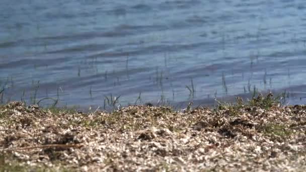 Feuilles Mousse Sèche Blanche Herbes Vertes Sur Rivage Calme Lac — Video