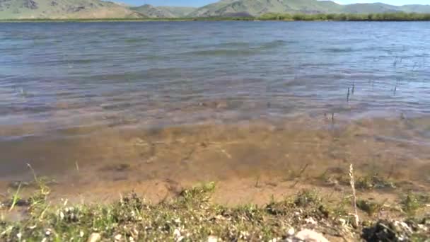 Feuilles Mousse Sèche Blanche Herbes Vertes Sur Rivage Calme Lac — Video