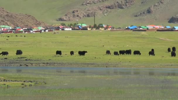 Yak Cattle Crossing River Waters Mongolian Meadows Dzo Vrouwelijke Dzomo — Stockvideo