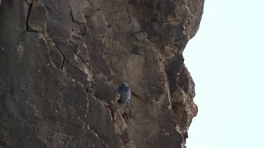 Free Real Wild Rock Piosting on the High Rocky Wall.Rock güvercini veya yaygın güvercin, Columbidae familyasının bir üyesidir. Güvercinler soluk gri renktedir ve her kanadında iki siyah çizgi vardır. Uçurumlar ve kayalıklar vahşi doğada tünemek için kullanılır. Güvercinler