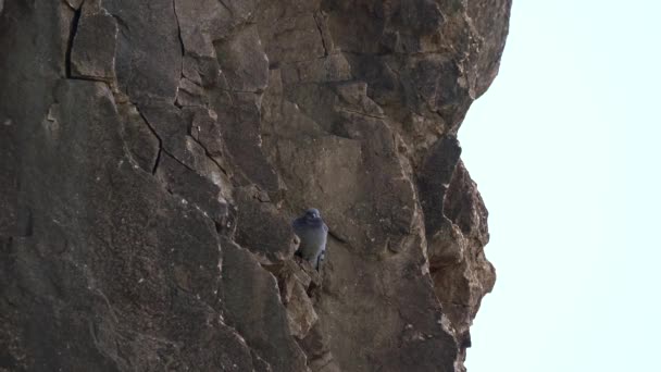 Free Real Wild Rock Pigeons Roosting High Rocky Wall Rock — Stock video