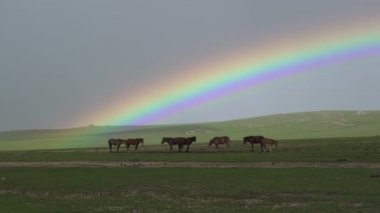 Yeşil Çayır 'da Gökkuşağı ve Atlar. Orta Asya Moğolistan Moğolistan Çin Sibirya Rusya Kazakistan Türkmenistan Özbekistan Kırgızistan kahverengi at sürüsü kısrak kısrak kısrak kısrak kısrak aygırı arka planda meteorolojik doğada beklemektedir.