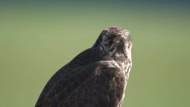 Avcı avcı şahin, Falco cinsindeki yırtıcı kuş türüdür. Yırtıcı kuşların kuşları vahşi vahşi hayvan şahinleri şahingiller, şahinler, Malagasy kerkenezleri, Seyşeller, Mauritius, Nankeen Avustralya 'nın Büyük Kayası' nı Küçük Kaya olarak gördü..