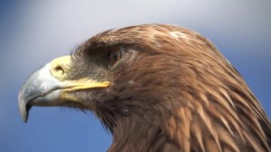 Bir altın kartal kuşu tünemekte. Quila chrysaetos Accipitridae avcı yırtıcı yırtıcı kuş avı tünemiş oturmakta olan baş göz gagası tüyleri yakın tele zoom sinematik arkaplan manzarası gerçek hayvan kanadı 4K