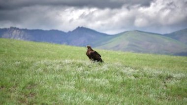 Dokuma doğal ortamında özgür bir altın kartal kuşu. Vahşi yaşam Aquila chrysaetos Accipitridae avcı yırtıcı kuş avı tünemiş tünemiş baş gaga tüyü tüyü, tele zoom sinematik arkaplan 4K