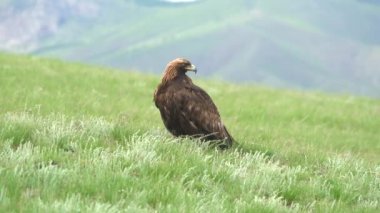 Dokuma doğal ortamında özgür bir altın kartal kuşu. Vahşi yaşam Aquila chrysaetos Accipitridae avcı yırtıcı kuş avı tünemiş tünemiş baş gaga tüyü tüyü, tele zoom sinematik arkaplan 4K