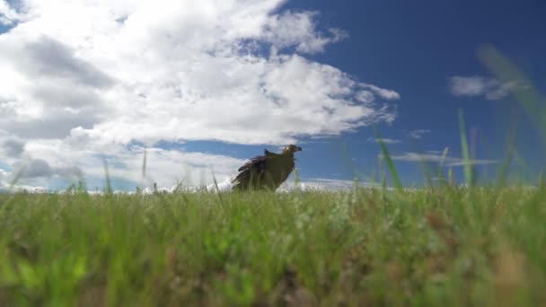 Havanın Doğal Ortamında Serbest Vahşi Akbaba Vahşi Yaşam Kahverengi Avcı — Stok video