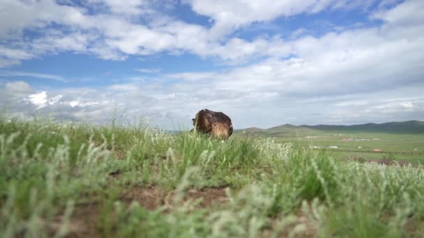 野生動物Aquila Chrysaetos Acipitridaeハンター捕食者ラプターの猛禽類の獲物持続的な座り待っている頭のくちばしの羽の羽の羽の羽の羽の近くの望遠ズーム映画的背景の風景4K — ストック動画