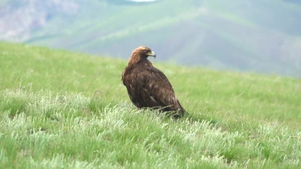 Pássaro Águia Dourada Selvagem Livre Habitat Natural Weadow Wildlife Aquila — Vídeo de Stock