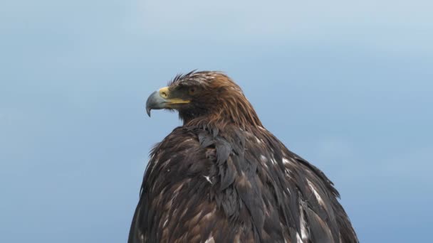 Guldörnens Fjädrar Blev Blöta Regnet Wildlife Aquila Chrysaetos Accipitridae Hunter — Stockvideo