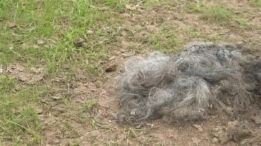 Doğal yollardan ölen yaşlı ölü hayvan leşi. Çürümüş leş çürümüş çürümüş çürümüş çürümüş çürümüş çürümüş çürümüş çürümüş çürümüş ölü ölü sönmüş cansız, cansız, ölü, çürümüş kokuşmuş, çürümüş şarbon kokuşmuş, hummalı, ülser şarbon virüsü 4K.