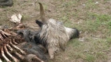 Doğal yollardan ölen yaşlı ölü hayvan leşi. Çürümüş leş çürümüş çürümüş çürümüş çürümüş çürümüş çürümüş çürümüş çürümüş çürümüş ölü ölü sönmüş cansız, cansız, ölü, çürümüş kokuşmuş, çürümüş şarbon kokuşmuş, hummalı, ülser şarbon virüsü 4K.