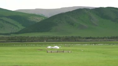 Moğolistan düzlüklerinde Moğol çadırı. Büyük vadi arazisi. Büyük orman ağacı. Taiga çamı çayırı çayırı çayırı çayırı çayırı.