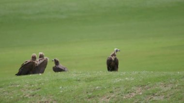 Doğal ortamda özgür vahşi akbaba. Kara keşiş Avrasyalı akbaba. Aegypius monachus Accipitridae Raptor Raptor Akbaba Harrier kuş sürüsü vahşi yaşam çayırı çayır çayır çayır çayırı 4K bozkır yaylası.