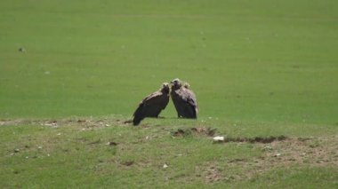 Doğal ortamda özgür vahşi akbaba. Kara keşiş Avrasyalı akbaba. Aegypius monachus Accipitridae Raptor akbaba harrier harriers hayvan kartal doğa çayır çayır çayır çayır bozkır bozkır bozkır bozkır bozkır bozkır 4K.