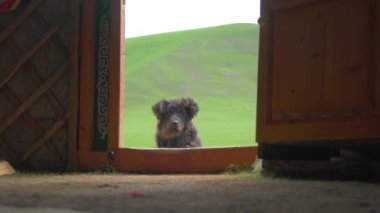 Güçlü rüzgarlı Sibirya ikliminde siyah çoban köpeği. Çayırlık çayır bozkırı çayır bozkır bozkır bozkır düzlükleri düz Moğolistan ovaları Moğolistan Sibirya Sibirya Orta Asya ger çadırları göçebe geleneksel göçebe çadırları 4K