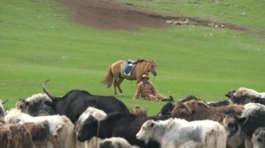Asya çayırlarında öküz sürüsü. Evcil öküz bovid boğa grunniens sığır uzun saçlı hayvancılık dzo dzomo çayırlık çayır çayır çayır çayır bozkır bozkır bozkır bozkır masa ovası düz beyaz boynuzlu siyah boynuzlu boynuzlu siyah boynuz