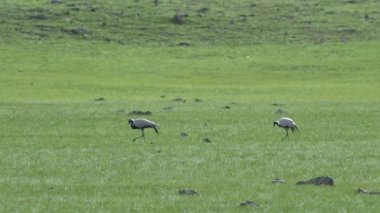 Gerçek Yaban Turna Kuşları Doğal Çayırlarda Yürüyor. Başak kanadensis brolga rubicunda büyük görkemli kuşlar ve orta gri bir sürü erkek bebek için doğal doğal yaşam alanı olan çayırlık çayırlarda özgürce dolaşır.