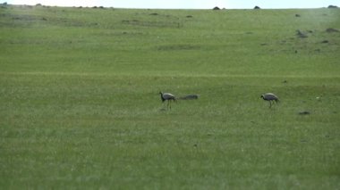 Gerçek Yaban Turna Kuşları Doğal Çayırlarda Yürüyor. Başak kanadensis brolga rubicunda büyük görkemli kuşlar ve orta gri bir sürü erkek bebek için doğal doğal yaşam alanı olan çayırlık çayırlarda özgürce dolaşır.