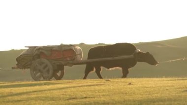 Tumbrel ya da tumbril sepet, genellikle tek bir at ya da öküz tarafından taşınmak üzere tasarlanmış iki tekerlekli bir at arabasıdır. İlkel ilkel ilkel, ilkel, ilkel, ilkel ahşap ahşap bir at arabası. Evcil öküz bovid boğa grunniens sığır uzun saçlı hayvan.