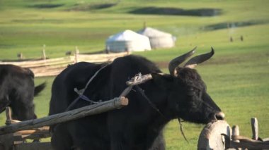 Moğolistan 'ın dokularında beyaz çadırlar ve öküz arabası taklaları. Tumbrel tumbril savaş arabası. Öküz arabası. Öküz çobanı homurdanıyor..