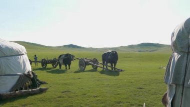 Moğolistan 'ın dokularında beyaz çadırlar ve öküz arabası taklaları. Tumbrel tumbril savaş arabası. Öküz arabası. Öküz çobanı homurdanıyor..