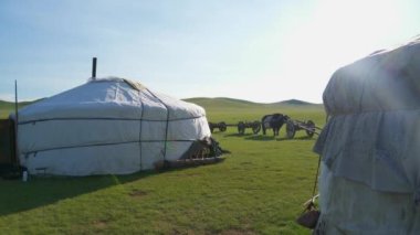 Moğolistan 'ın dokularında beyaz çadırlar ve öküz arabası taklaları. Tumbrel tumbril savaş arabası. Öküz arabası. Öküz çobanı homurdanıyor..