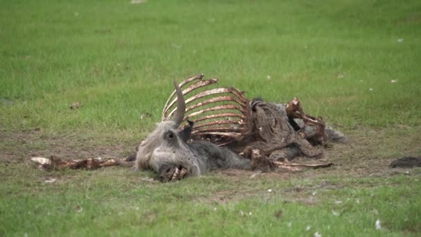 Old Dead Animal Carcass Died Naturally Carrion Putrefaction Decay Rot — Stock Video