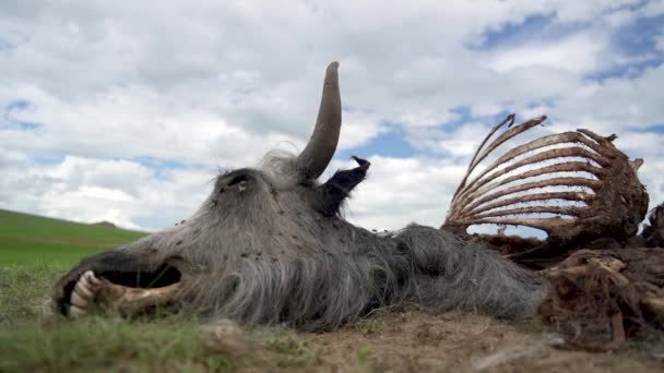 Gamle Døde Dyr Slagtekrop Der Døde Naturligt Carrion Forrådnelse Forrådnelse – Stock-video